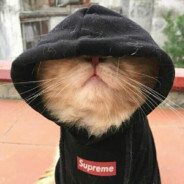 kotik<3